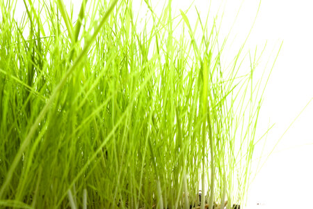 Tall Grass on White photo