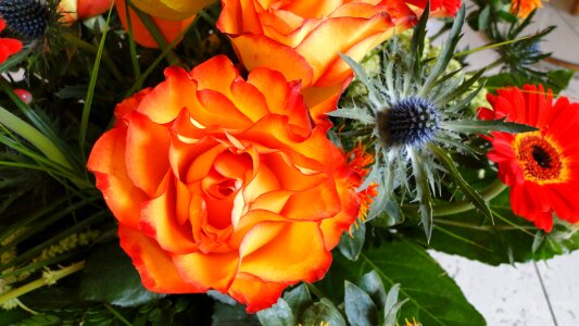 Strauss bloom orange photo