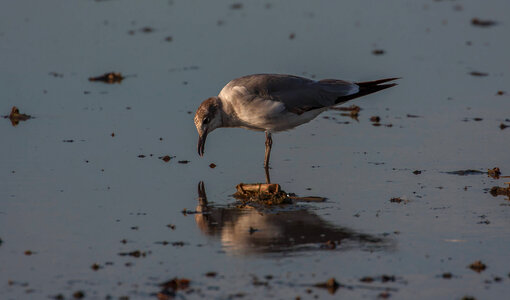Laughing Gull in water photo