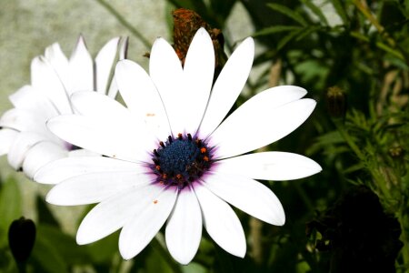 Black blossom white