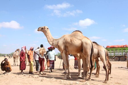 Camel people men photo