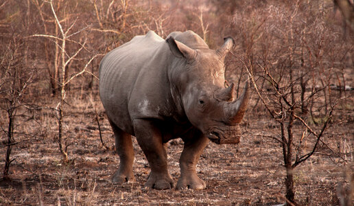 White Rhino Alone in Savannah photo