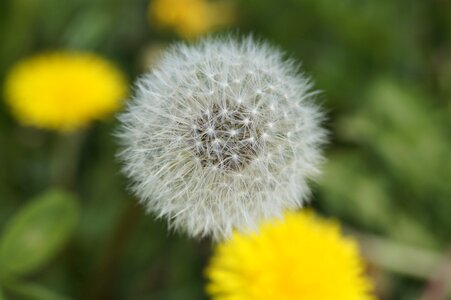 Seeds soft tender
