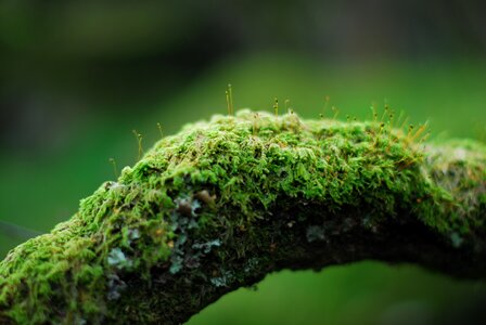 Nature forest tree photo