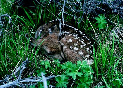 Grass young cute
