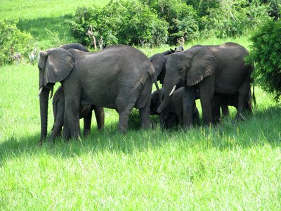 Wildlife safari africa photo