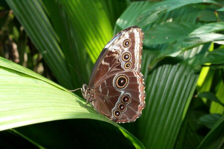 Wildlife wings pattern