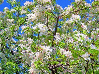 Cherry japanese trees