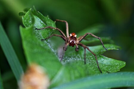 Close up arachne legs