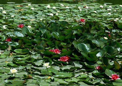 Lotus flower and Lotus flower plants photo