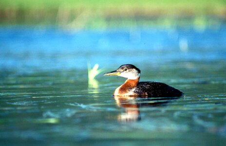 Bathe Podiceps nigricollis red