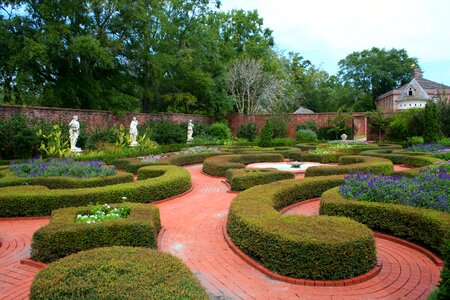 Herbs topiary hedge photo