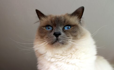 Sacred birman cat breed cat