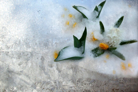 Frozen flower petals in snow