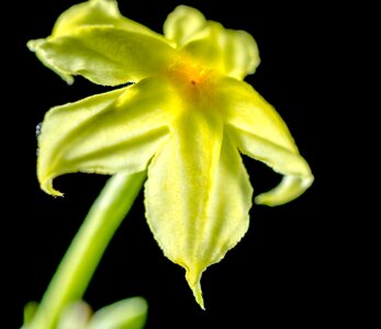 Bloom yellow close up photo