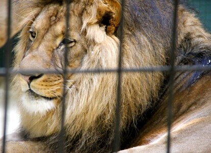 Animals lion big cat photo