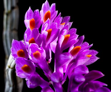 Bloom flower purple photo