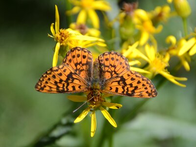 Insect wings insects