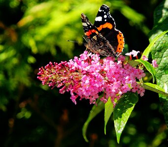 Edelfalter elegant orange photo