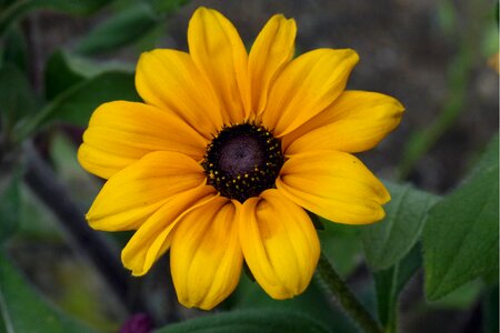 Nature floral blossom photo