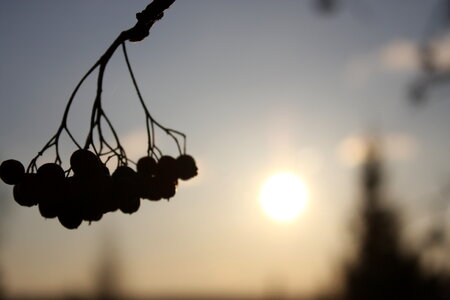berries and sun