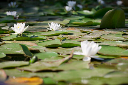 Water Lilies photo