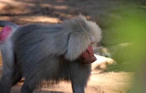 Sitting wildlife mammal