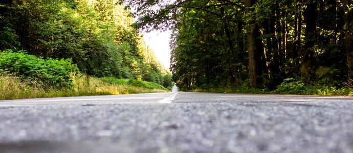 Landscape forest green photo