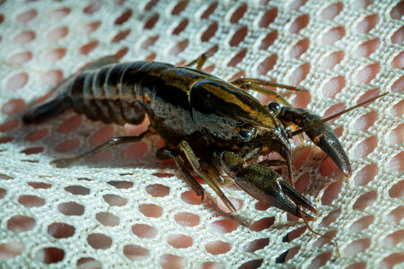 Panama City crayfish-3