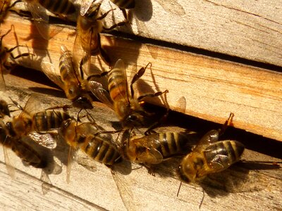 Beehive hive insect photo