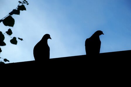 Bird pigeon wings photo