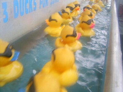 Classic duck ducks photo