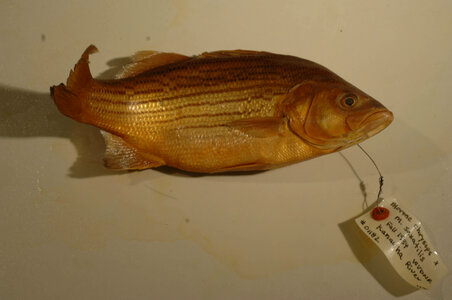 Morone chrysops x saxatilis-1