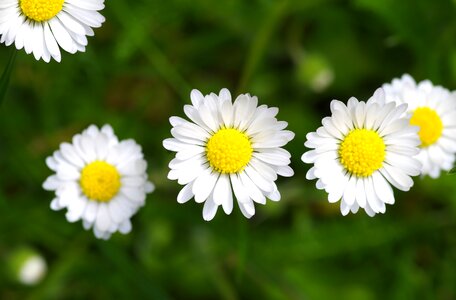 Composites harbinger of spring white
