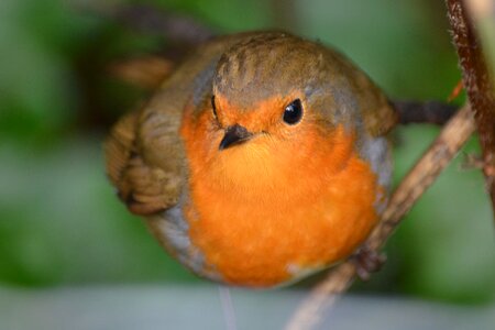 Robin bird nature