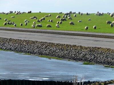 Nordfriesland sheep grass