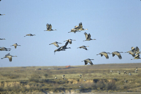 Sandhill Cranes-6