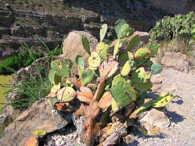 Scenic cactus cacti