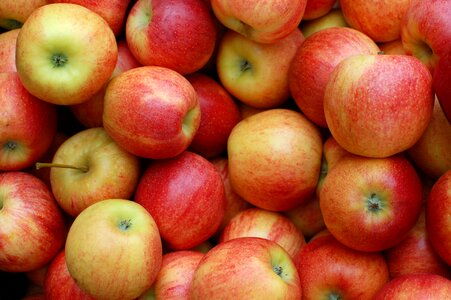 Red fruit orchard