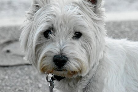 Curious pedigree portrait photo