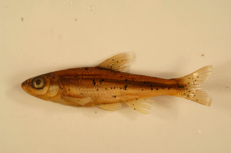 Luxilus cardinalis
