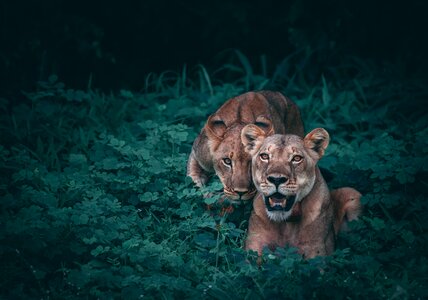 Animal lion grass photo