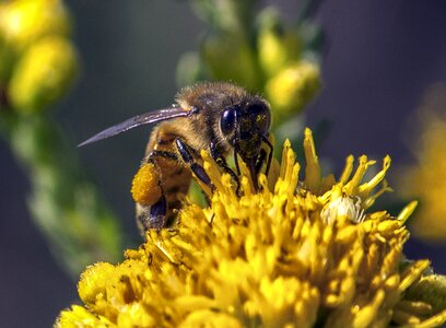 Honey macro flower photo