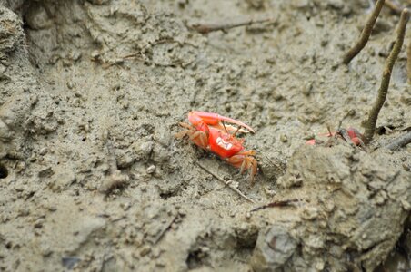 Animal arthropod crab