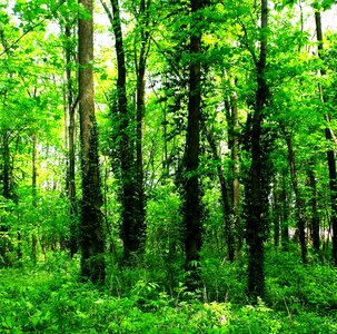 Greens greenery leaves