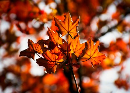 Colorful red leaves photo