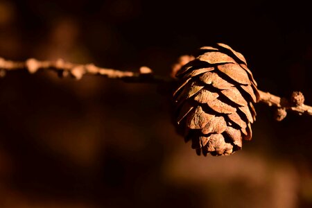 Branch brown conifer
