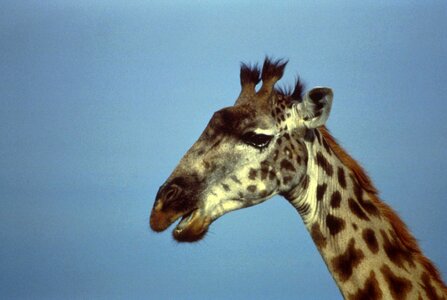 African giraffe mammal