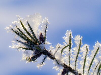 Hoarfrost white frost rime photo