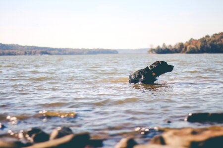 Canine puppy pet photo